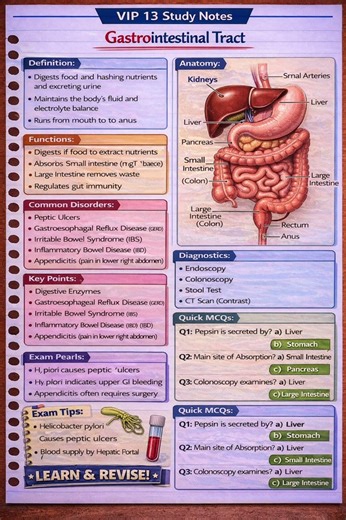 Gastrointestinal Tract (GIT) Anatomy Explained | From Mouth to Anus | Medical Anatomy #shorts #yt