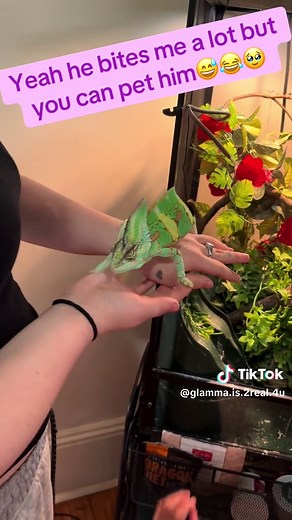 Bearded Dragon Behavior Explained