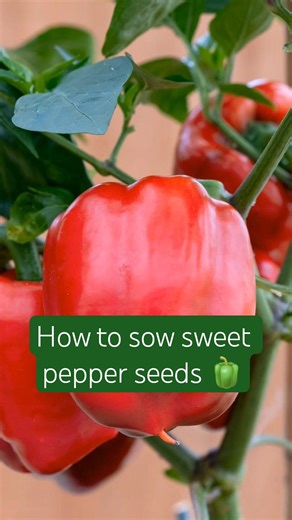 Easy and quick tutorial on how to sow sweet pepper seeds to grow on your windowsill 🫑