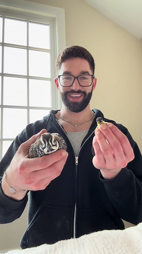 Mearns Quail Diego vs. Button Quail: Size Comparison