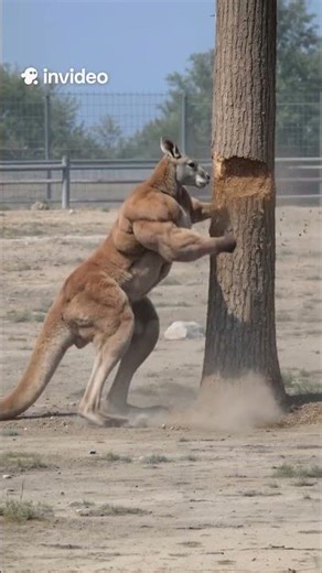 This Kangaroo Is Built Like a Bodybuilder 😳