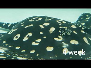 Freshwater Stingray Mating & Pregnant