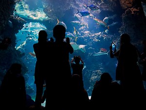 Descubra el museo - Musée Océanographique de Monaco