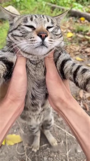 #CapCut #hachimi #funnycat #meow #pet | cat funny