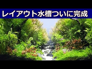 水槽～その後【お洒落なレイアウト水槽 ⑤】 #流木レイアウト #水草レイアウト #アクアリウム初心者