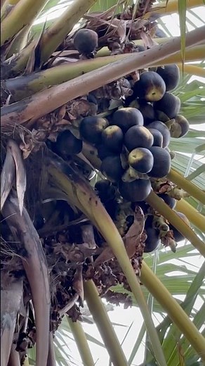 Fresh Palm Fruits Growing on the Tree 🌴🖤 #shorts