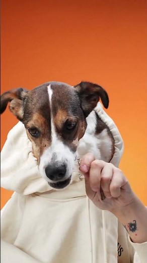 The Biggest Mistakes New Pet Owners Make (And How to Fix Them Fast!)
