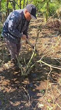 How to revive a dying lemon tree 👉