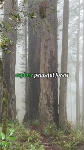 Redwood National and State Parks, #usa #nature #nationalpark