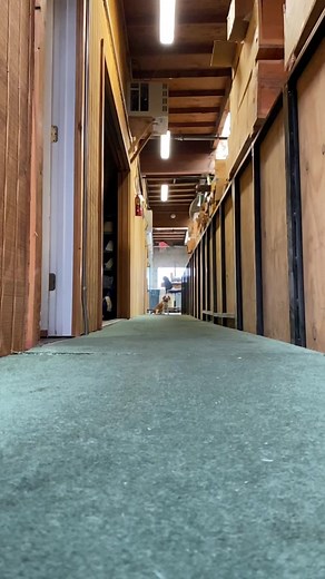 Beagle Running in a Hallway: Adorable Dog Video