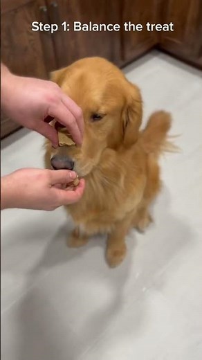 Dog Trick: Balance treat on nose, flip and catch in their mouth