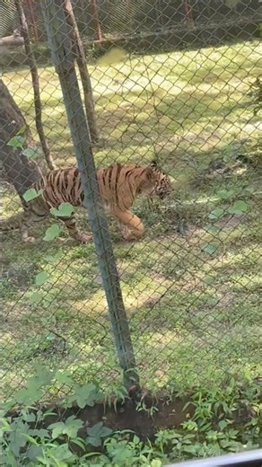 Borivali National Park #travel #travelvlog #tiger #nationalpark #borivali