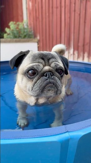 Come to my Pug POOL PARTY? 🥰 #cutedog #cutepets #pugdog