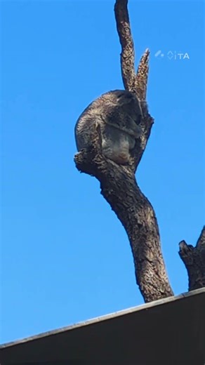 Taronga Zoo Koalas#koala