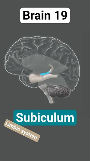 Brain Subiculum | Brain 19 #brain #subiculum #limbicsystem #biotechreview