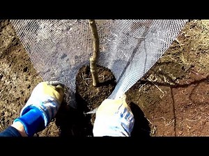 Tree Guards - 3 types of tree protection from rodents