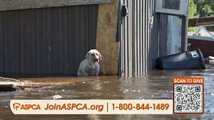 ASPCA TV Spot, 'Natural Disasters'