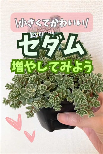 セダムの増やし方初心者ガイド