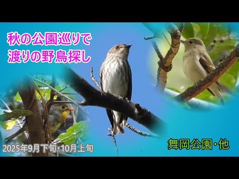 公園の野鳥10種 エゾビタキと虫の音 口の中は○色 コサメビタキがバッタ捕食 キビタキも登場 ソウシチョウなど