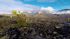 Botany Collections - Canadian Museum of Nature
