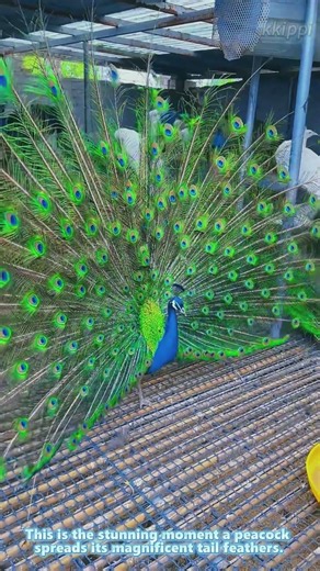Peacock Spreading Tail Feathers: Stunning Full Peacock Display