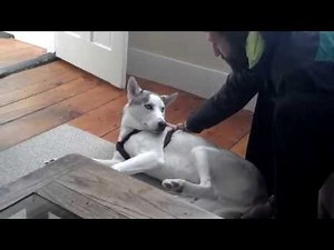 Husky Says No to Kennel