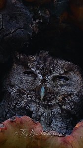 22K views · 4K reactions | Western Screech-Owl (Megascops kennicottii): Small in size, big on attitude. These nocturnal hunters blend perfectly into tree bark, making them masters of camouflage. Listen closely at dusk—you might just hear their soft trilling call. #thypygmyowltour #westernscreechowl #owl #OMG #viralreelschallenge | Thy Pygmy Owl Tour | Facebook
