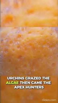 100 Days. One Tank. An Entire Ocean Created From Scratch 🌊🐠🔥‪@DrPlants‬#marinetank #coralreef