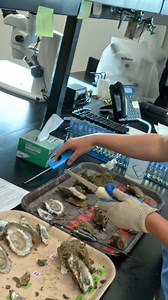 5.2K views · 60 reactions | The Sink your Shucks program recycles oyster shells to restore our ocean reefs. Learn more about how you can get involved: https://www.harteresearch.org/oysterrecycling | Texas Country Reporter | Facebook