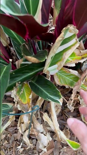 Stromanthe Triostar Plant Care Tips & Tricks! Prayer Plant