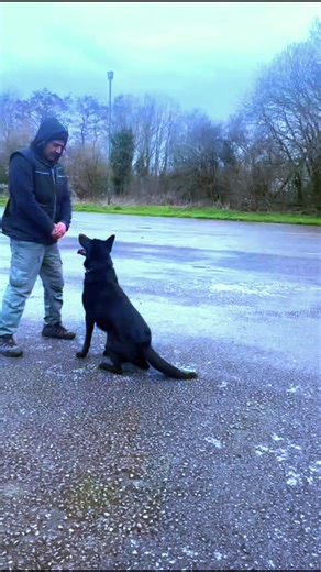 Amir Qader Gujjar (@vhk_canine_protection_uk)’s videos with UNDERWORLD - X ALBO