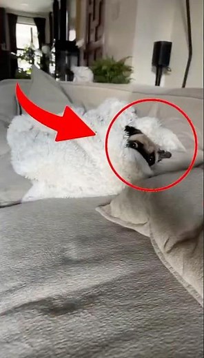 Top 5 Most Cuddly Dog Breeds Americans Absolutely Love 🐶💕