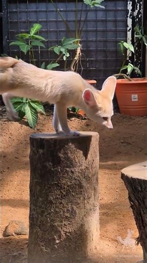 Fennec fox (Vulpes zerda), Langkawi Wildlife Sanctuary 2026