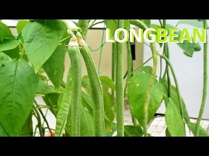 Growing SNAKE BEAN from Seeds