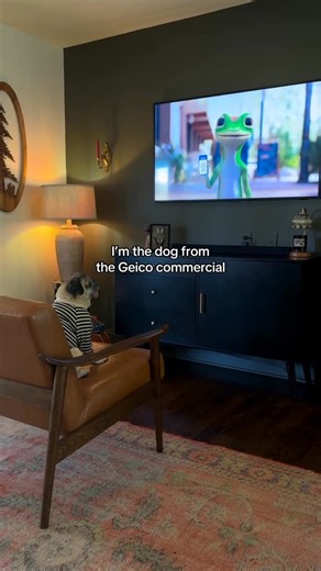 Doug the Pug on Instagram: "Still can’t believe it 🥹 Have you seen the commercial?"