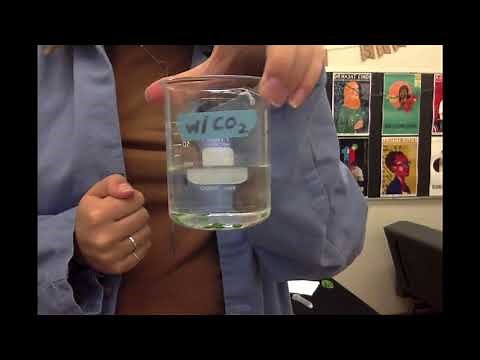 AP Bio: Photosynthesis Lab