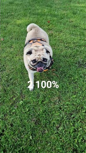 I love bella and coco