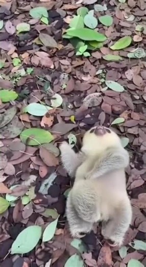 Baby Sloth Falls Like Nothing Happened