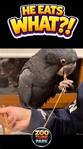 MY BIRD’S WEIRD EATING HABITS 😂🐦 #birds #eating