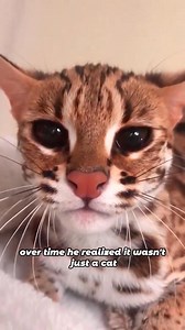 Leopard Cat’s Choice: Human Protection for Cubs#shorts #animals #leopardcat #wholesome #friendship | Diary animal