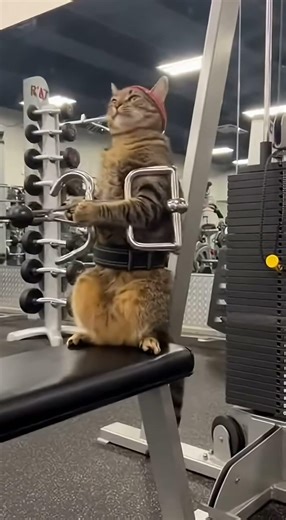 Gym Cat Lifts Weights Like a Bodybuilder 💪🐱 #funny #fitnesscomedy #funnyanimals #pawlol #shorts