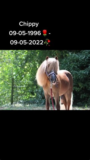 this goodbye is forever 🥀🐴