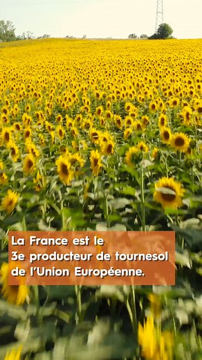 3K views · 39 reactions | Le tournesol, une culture d’avenir ?  Pour cuisiner , pour nourrir les animaux  ou pour fabriquer des produits du quotidien , la graine de tournesol recèle de nombreux atouts ! En France, on distingue 2 variétés, le tournesol oléique et linoléique.  Explications dans cette vidéo ! | Les huiles et les protéines végétales de France, c'est Terres OléoPro | Facebook