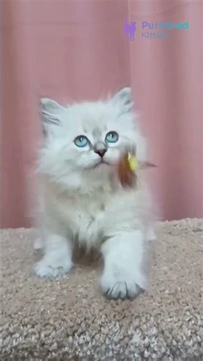Meet Dana: Siberian Blue Lynx Point Kitten with Blue Eyes Playful Companion Soul 🐾 #Siberian