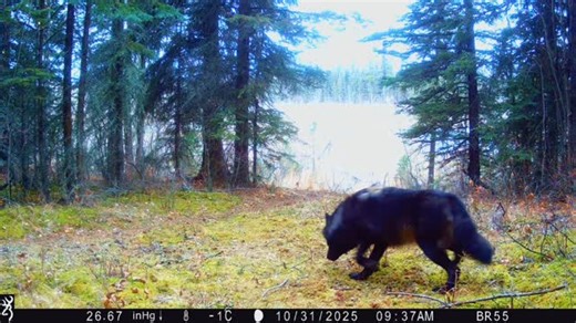 Brad Stokke on Instagram: "Wolves on the hunt along marsh area. #wolf #wolves #wildlife #alberta #albertawildlife #video #trailcam"