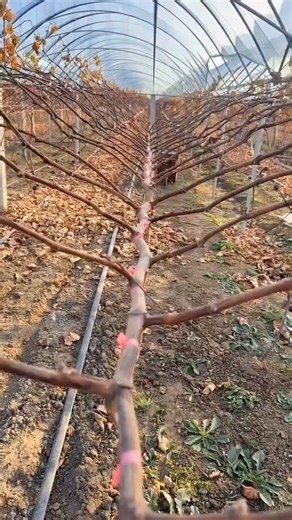 Gardening Glow on Instagram: "Best Time to Prune Grapevines Winter is the perfect time to prune your grapevines! ❄️ Removing weak inner buds protects your plant, returns nutrients to the roots, and ensures vigorous spring growth. Follow these simple steps for healthy and productive vines! #reels #agriculture #usa #tiktok #viral #farming #GrapevinePruning #WinterPruning #VineyardTips #GardeningTips #PlantCare #FruitGardening #HealthyPlants #SpringGrowth grapevine pruning, winter pruning, gardenin