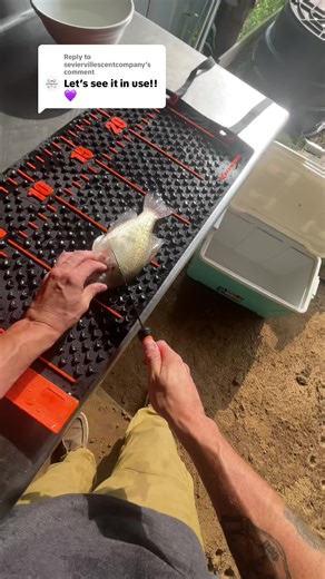 Expert Fish Cleaning Techniques and Tips