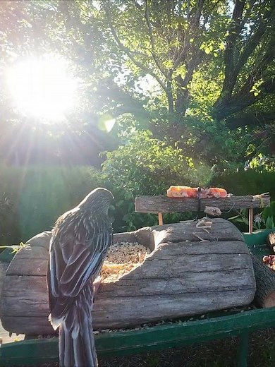 Red Wattlebird in the Glow #birds #nature #australianbirds #wildlife #birdsnestsoundscapes