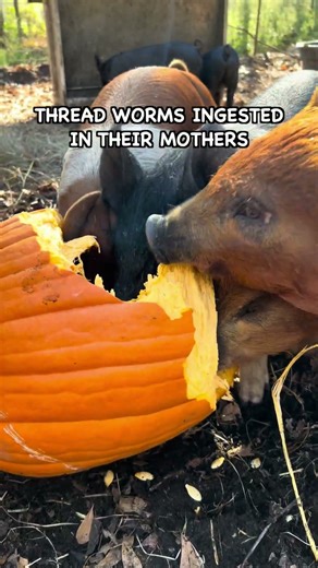 The Pumpkins Will Deworm Your Pigs Myth #covercrops #pigfeed #soilimprovement #farming