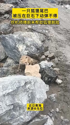 200K views · 1.5K reactions | Good morning from #China. rescued red fox (赤狐,Vulpes vulpes) -- living in Qinghai province -- hopes you all have a wonderful day. ❤❤❤ #Nature #Peace #Chinese #wildlife #travel #fox #beauty #beautiful #love | Lin hillside | Facebook